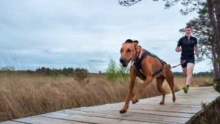 How to measure a Canicross harness for a strong pulling dog Non Stop Freemotion Harness [upl. by Atekahs]