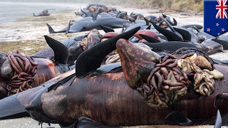 Whale explosion Hundreds of New Zealand whale carcasses punctured to prevent popping  TomoNews [upl. by Rolland]