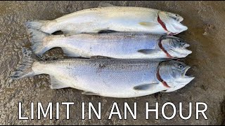 LIMITED OUT In An Hour  Drifting Eggs For Coho  Fishing Washington State [upl. by Ellenrad]