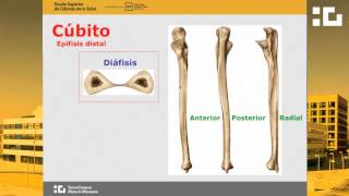 Extremidad superior  Estudio óseo [upl. by Hayott]