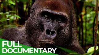 Go Ape  The Fascinating World of Primates  Free Documentary Nature [upl. by Etat]