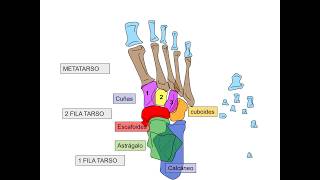 Huesos del del pie  Anatomía pedagógica [upl. by Creedon543]