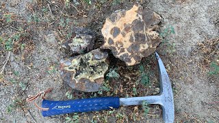 Hunting for Septarian Nodules with Crystals [upl. by Snow]