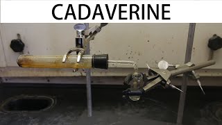 How to make cadaverine the smell of death [upl. by Osher645]