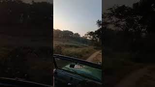 Morning safari in Ranthambore shorts shortsfeed ytshorts [upl. by Samau]