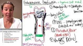 Bone  Cartilage 5 Endochondral Ossification [upl. by Ephrayim]