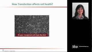 Transfection 101Striking the Balance [upl. by Allerim341]