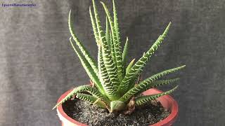 Zebra Plant Haworthiopsis fasciata tropical zebraplant haworthiopsis🦓🌵 [upl. by Adlei]