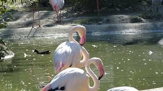 Rosa Flamingo Phoenicopterus roseus Tiergarten Zoo Schönbrunn Superzoom [upl. by Adrahs]