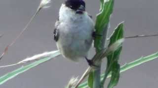 Sporophila bouvreuil  Caboclinho  Capeed Seedeater [upl. by Crowley]