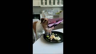 Dog eating cake [upl. by Arnaldo]