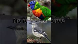 Rainbow lorikeet vs Northern mockingbird lorikeet mockingbird [upl. by Atinat]