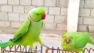 Parrot Sound So Parrot Beautiful Jora [upl. by Onivla610]