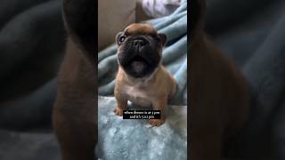 Dramatic puppy crying 😭 puppy cute pets funny shorts [upl. by Stevenson]