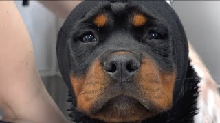 World class Rottweiler puppy first spa day [upl. by Assiar]