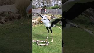 Watch the amazing secretary bird in action 🦅👀 [upl. by Frodine447]