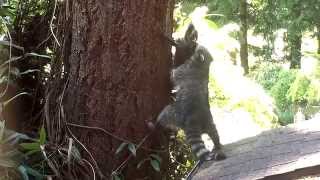 Mother Raccoon teaches kit how to climb a tree [upl. by Burgwell]