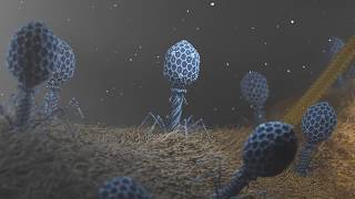 T4 Phage attacking Ecoli [upl. by Oiramal]