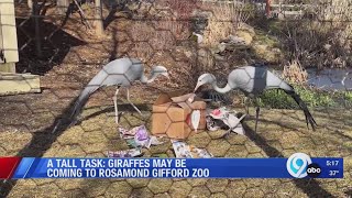 Giraffes may be coming to the Rosamond Gifford Zoo [upl. by Attinahs]