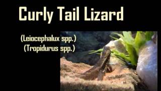 Curly Tail Lizard and Mali Uromastyx Video Care Sheet [upl. by Amaral]