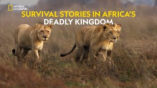 Survival on the Plains  Africas Deadly Kingdom  हिंदी  Full Episode  S1  E4  Nat Geo Wild [upl. by Annairba176]