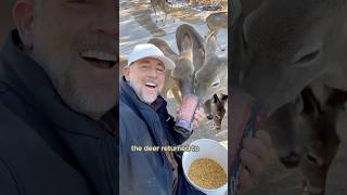 Becoming the deer herd’s free food supplyshorts animals deer fawn cute [upl. by Vasili929]