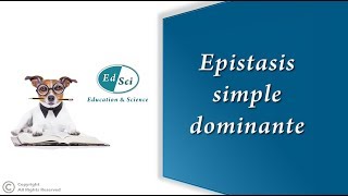 Epistasis simple dominante 🔴 [upl. by Derreg]