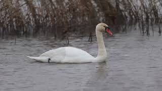 Winter Swans [upl. by Adla]