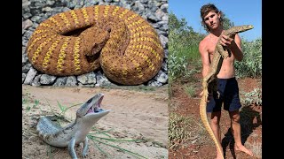 Finding Giant Goannas Death Adders amp Blue Tongue Lizards in Western Australia [upl. by Zetrac461]