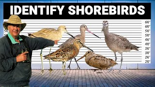 5 Tricks to Identify Shorebirds [upl. by Eseenaj]