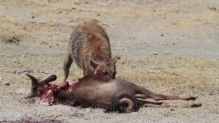 Hyena brutally eating THE HEART OF A LIVE wildebeest [upl. by Darelle951]