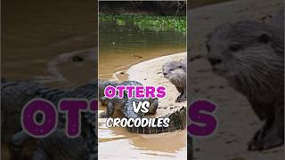 The Otters and Crocodiles of the Amazon nature otters crocodile [upl. by Wehner]