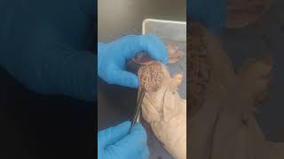 Fetal Pig Brain Dissection [upl. by Ainesy]