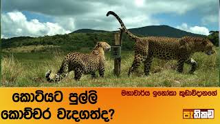 ලංකාව පහසුවෙන්ම කොටි දකින්න පුළුවන් රටක් [upl. by Andeee]