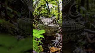 Tuatara In Wild tuatara lizard reptile species ytshorts shorts aiinsights ai [upl. by Maurene250]