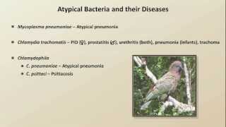 Antibiotics for Atypical Infections Antibiotics  Lecture 7 [upl. by Aimek755]