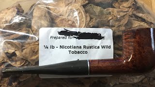 Wild Nicotiana Rustica Review [upl. by Aleetha]