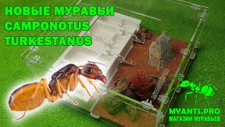 Муравьи Кампонотус туркестанус Camponotus turkestanus [upl. by Naimaj]