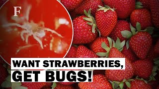 Strawberries Packed With Microscopic Bugs [upl. by Tsui144]