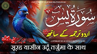 Surat Yaseen with Urdu Translation  Surah Yasin  Quran Tilawat Beautiful Voice  Hindi Tarjuma [upl. by Murdoch]