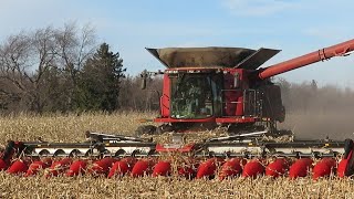 Corn Harvest 2020  Case IH 8240 Axial Flow Combine Harvesting Corn  Ontario Canada [upl. by Ativahs]