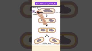 Fisión binaria reproducción asexual de las bacterias microbiologia bacteria clones shorts [upl. by Swann634]
