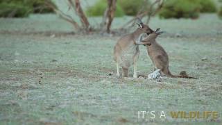 WESTERN GREY KANGAROO  Macropus fuliginosus [upl. by Aynor]