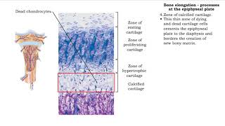 Bone elongation  processes at the epiphyseal plate [upl. by Jules]