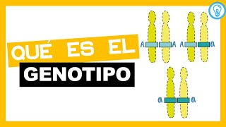 QUÉ ES EL GENOTIPO 🧬🧬🧬 [upl. by Benjamin]