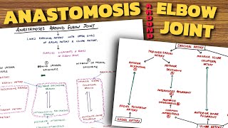 Anastomosis Around Elbow Joint  Elbow Joint Anatomy 34 [upl. by Ahsemed]