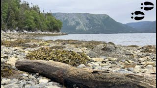 MC Trip to Newfoundland  Day 6 of 8 [upl. by Triley939]