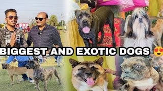 Ludhiana Dog Show 2024 😱 Cheapest Puppy Market Ludhiana 🔥 Beat Kci Dogshow 🐩 [upl. by Delfeena]