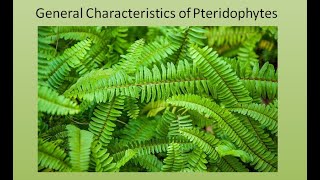 General Characteristics of Pteridophytes  For BSc and MSc  ALL ABOUT BIOLOGY  BY JYOTI VERMA [upl. by Snahc756]