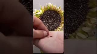 Grow Sunflowers FAST 🌻 Seed to Sprout in DAYS 🌱 GardeningTips SunflowerMagic Seeds [upl. by Akiemehs128]